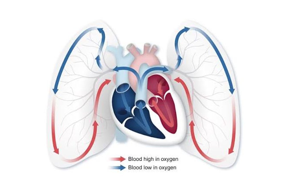 Cardiac